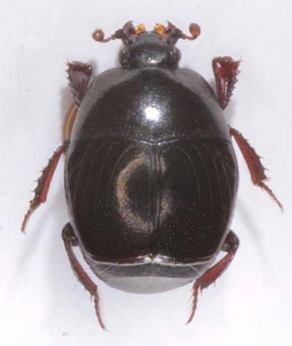 Saprinus georgicus